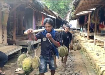 Jangan Terlewatkan, Musim Panen Durian Baduy Telah Tiba