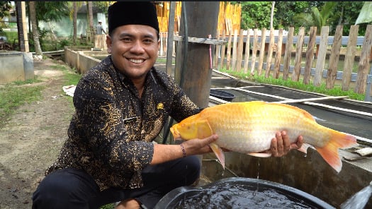 Besok, Festival Ikan Mas Sinyonya Kembali Digelar di Desa Bandung Pandeglang