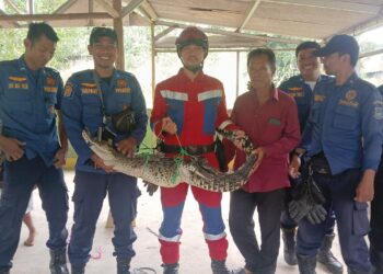 Warga Kranggan Heboh, Ada Buaya Masuk ke Empang