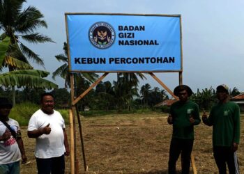 KEBUN PERCONTOHAN – Gerakan Masyarakat (Gema) Tani Kabupaten Pandeglang, yang dibentuk oleh H. Mulyadi, menjadi fokus dalam pengembangan untuk menyuplai hasil panen ke dapur Makan Bergizi Gratis (MBG). (ISTIMEWA)
