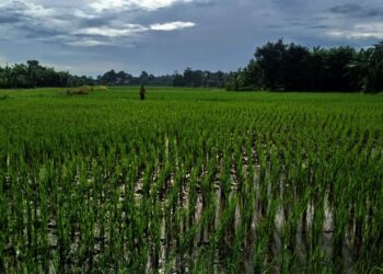 Petani Minta Pemkab Tangerang Ekstra Jaga Lahan Pertanian dari Alih Fungsi