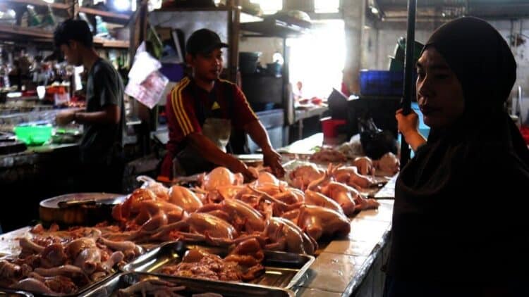 Jelang Nataru Harga Ayam Melonjak di Batuceper
