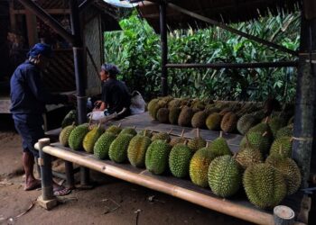 Warga Baduy Siap Sambut Wisatawan Akhir Tahun dengan Durian Lokal