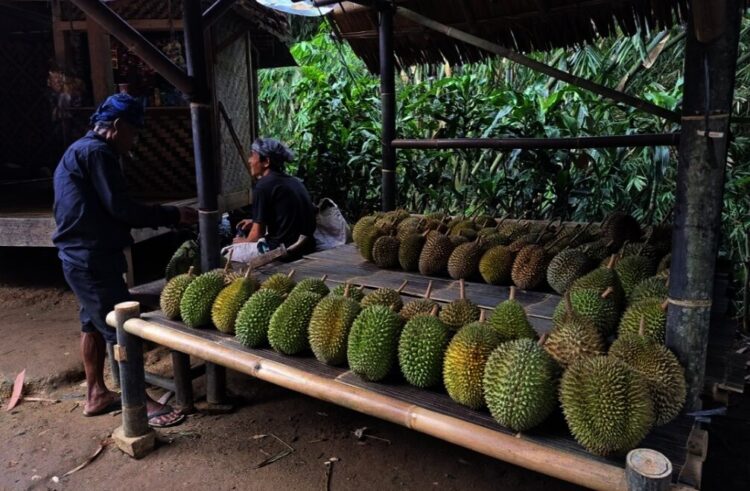 Warga Baduy Siap Sambut Wisatawan Akhir Tahun dengan Durian Lokal