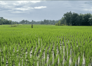 60 Hektare Sawah Berpotensi Gagal Panen di Kabupaten Tangerang