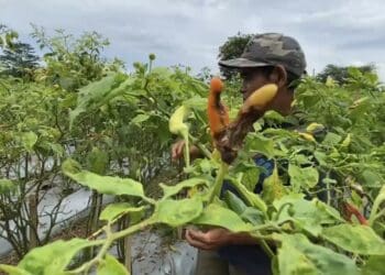 Cuaca Ekstrem Sebabkan Buah Cabai Busuk, Petani di Lebak Gagal Panen
