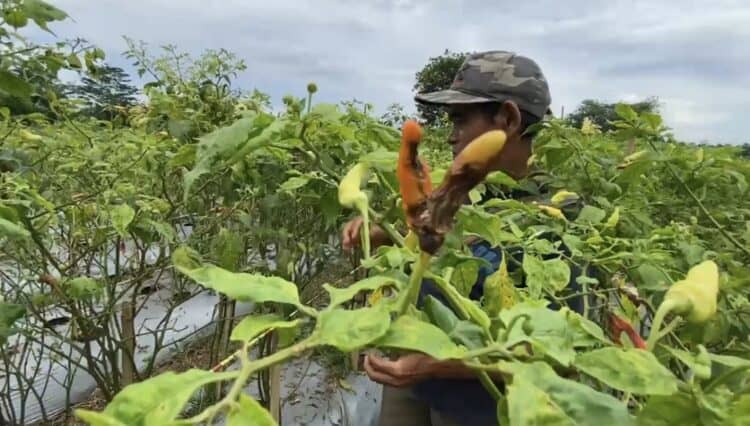 Cuaca Ekstrem Sebabkan Buah Cabai Busuk, Petani di Lebak Gagal Panen