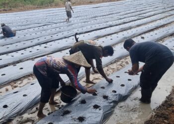 Poktan Milenial di Tigaraksa Manfaatkan Lahan Tidur Untuk Bertani