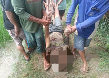 Lansia Ditemukan Tewas di Tengah Sawah Kronjo, Diduga ODGJ