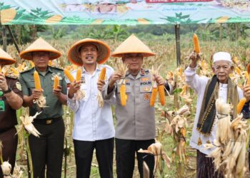 PANEN RAYA JAGUNG – Kapolda Banten Irjen Pol. Hengki, memimpin langsung panen raya jagung kuartal IV tahun 2025, yang dilaksanakan secara serentak di seluruh Kabupaten/Kota. Panen raya dilaksanakan di lahan milik warga seluas 4 hektar di Lingkungan Ciwiru, Kelurahan Cigoong, Kecamatan Walantaka, Kota Serang, Kamis (8/1/2026). (ISTIMEWA)