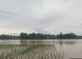 Terendam Banjir, 202 Hektar Sawah di kabupaten Serang Dinyatakan Puso. (ISTIMEWA)