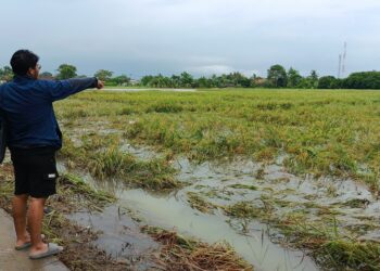 29,5 Hektare Sawah di Kabupaten Tangerang Terancam Gagal Panen
