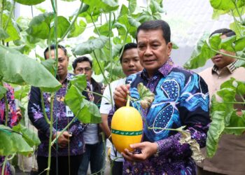 Curug Wetan Kembangkan Melon Hidroponik Terpadu