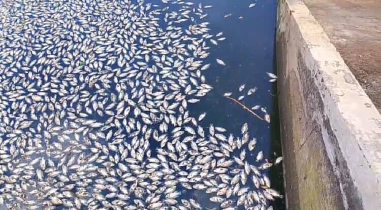 Warna Air Berubah Jadi Hitam Pekat, Ribuan Ikan Mati Mendadak di Tandon Ciputat