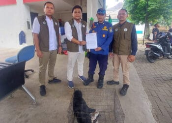Damkar Tangsel Serahkan Lutung Hasil Evakuasi Warga Serpong ke BKSDA