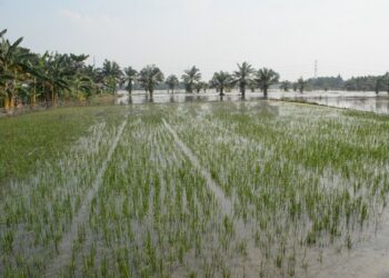 Area lahan pertanian di Kabupaten Pandeglang yang mengalami gagal panen. (ISTIMEWA)