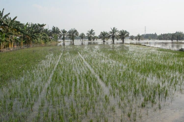 Area lahan pertanian di Kabupaten Pandeglang yang mengalami gagal panen. (ISTIMEWA)