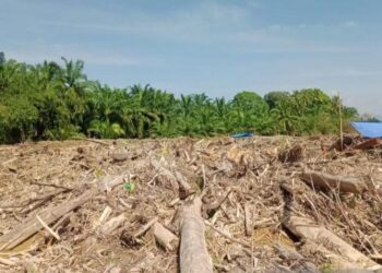 kayu pasca banjir di tapteng