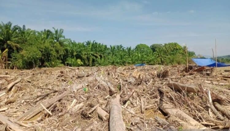 kayu pasca banjir di tapteng