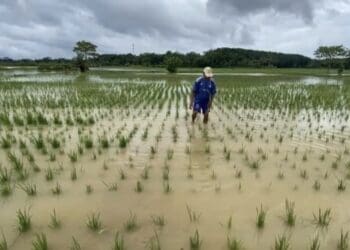 50 Hektare Sawah di Cibadak Kabupaten Lebak Puso Akibat Banjir