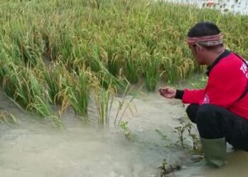 Seorang relawan kemanusiaan, meninjau lokasi persawahan yang berpotensi gagal panen. (ISTIMEWA)