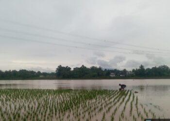 519 hektare lahan pertanian padi di Kabupaten Serang, dinyatakan puso. (ISTIMEWA)