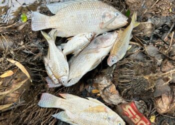 Diduga Tercemar Pestisida, Warga Kabupaten Tangerang Diminta Tunda Konsumsi Ikan Cisadane