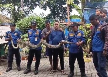 Ular Sanca Jumbo “Teror” Ternak Warga Ciledug, Damkar Turun Tangan