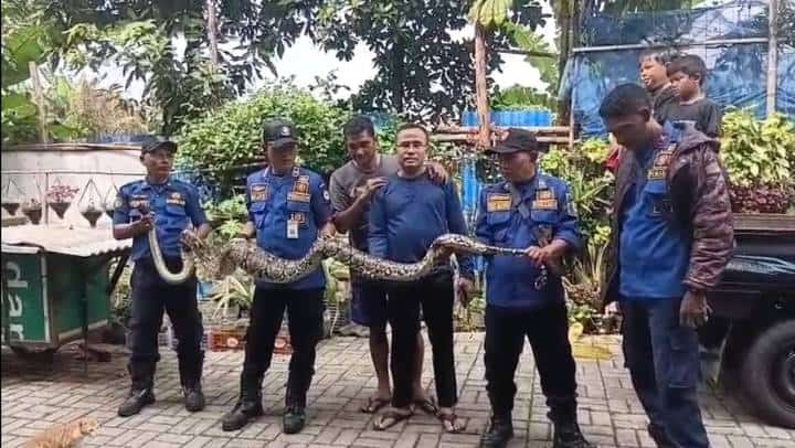 Ular Sanca Jumbo “Teror” Ternak Warga Ciledug, Damkar Turun Tangan