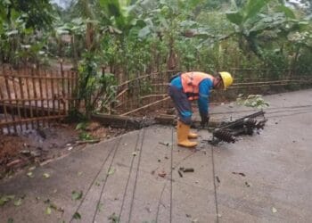 POHON TUMBANG - Akibat diterjang angin puting beliung, sejumlah pepohonan di Kecamatan Munjul, Kabupaten Pandeglang, tumbang dan ganggu jaringan kabel PLN, Rabu (29/4/2026). (ISTIMEWA)