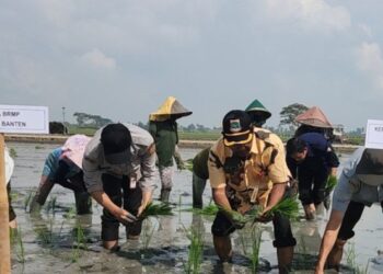 MENANAM PADI : Plt Kepala Distan Banten Nasir M Daud (dua dari kanan) menanam padi di wilayah Kecamatan Kasemen, Kota Serang. (ISTIMEWA)