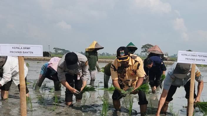 MENANAM PADI : Plt Kepala Distan Banten Nasir M Daud (dua dari kanan) menanam padi di wilayah Kecamatan Kasemen, Kota Serang. (ISTIMEWA)