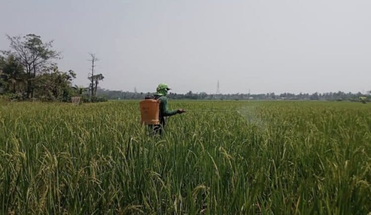 Jaga Ketahan Pangan Lebak Miliki 5.197 Hektare Lahan Baku Sawah