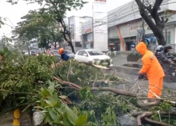 Pohon Tumbang di Karawaci Saat Hujan Deras, Akses Jalan Sempat Lumpuh