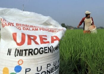 Stok Pupuk Subsidi di Lebak Dipastikan Cukup hingga Akhir Tahun
