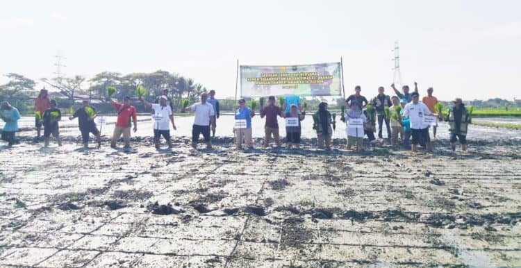 MENANAM PADI : Dinas Pertanian Provinsi Banten bersama instansi terkait melakukan penanaman padi pada program LTT di Kota Cilegon. (ISTIMEWA)