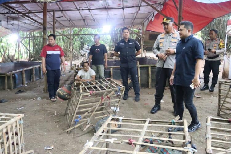 Dipimpin Kapolresta, Arena Judi Sabung Ayam di Jayanti Digulung Polisi