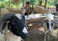 HEWAN KURBAN : Salah satu lapak kambing untuk kurban di Kecamatan Pamarayan. Menjelang Idul Adha, ribuan lapak hewan kurban bakal diperiksa oleh Distan Banten. (ADIB FAHRI/SATELITNEWS.COM)