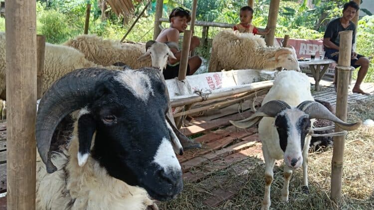 HEWAN KURBAN : Salah satu lapak kambing untuk kurban di Kecamatan Pamarayan. Menjelang Idul Adha, ribuan lapak hewan kurban bakal diperiksa oleh Distan Banten. (ADIB FAHRI/SATELITNEWS.COM)