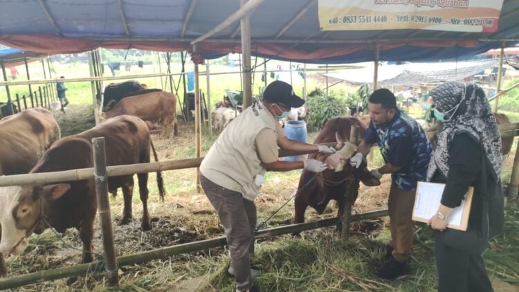 MELAKUKAN PEMERIKSAAN : Petugas gabungan dari Diskan Banten dan instansi terkait melakukan pemeriksaan kesehatan hewan kurban disalah satu lapak pedagang. (ISTIMEWA)