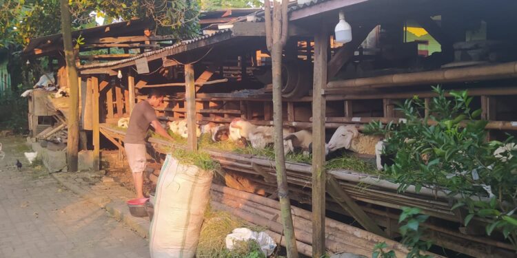 Pemkab Tangerang Larang Pedagang Hewan Kurban Berjualan di Trotoar