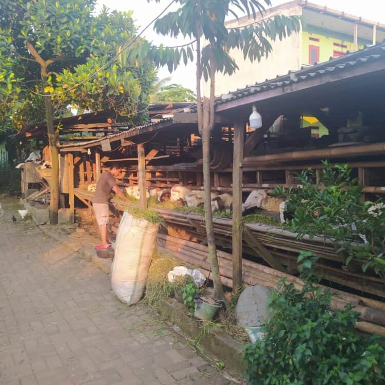 Pemkab Tangerang Larang Pedagang Hewan Kurban Berjualan di Trotoar