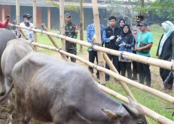MONITORING - Bupati Pandeglang Raden Dewi Setiani didampingi jajaran pejabat terkait, monitoring hewan kurban di sejumlah lapak penjualan, Rabu (20/5/2026). (ISTIMEWA)
