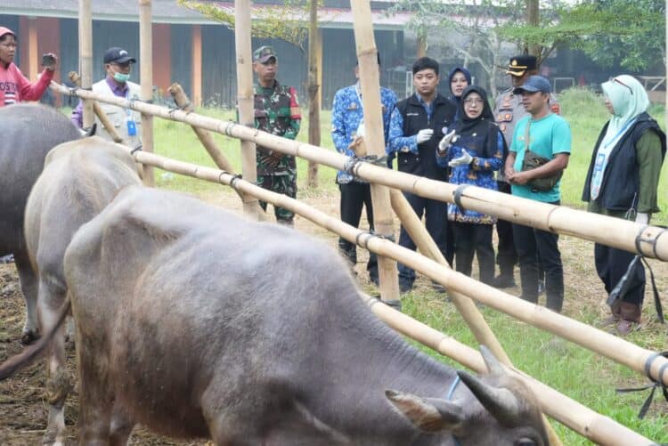 MONITORING - Bupati Pandeglang Raden Dewi Setiani didampingi jajaran pejabat terkait, monitoring hewan kurban di sejumlah lapak penjualan, Rabu (20/5/2026). (ISTIMEWA)