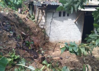 Diterjang Angin Kencang, Pohon Tumbang Timpa Rumah Warga di Kabupaten Serang