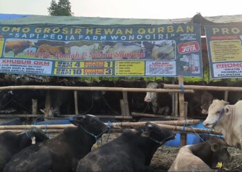 Beli Sapi Gratis Kambing, Pedagang di Pondok Aren Siapkan 1.000 Ekor Hewan Kurban