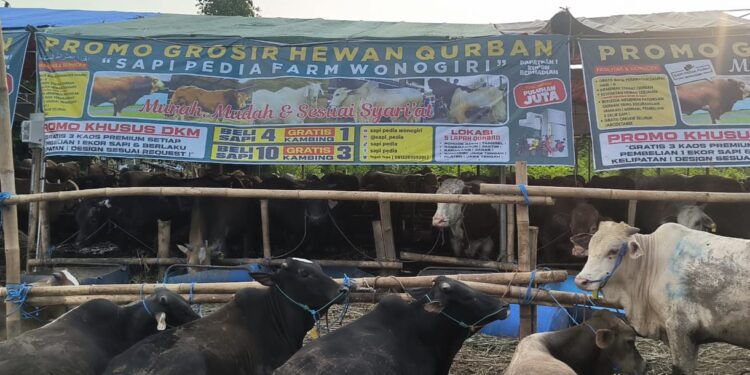 Beli Sapi Gratis Kambing, Pedagang di Pondok Aren Siapkan 1.000 Ekor Hewan Kurban