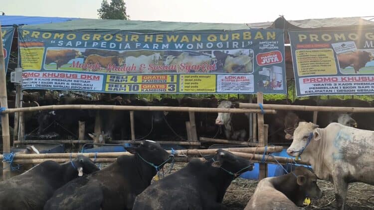 Beli Sapi Gratis Kambing, Pedagang di Pondok Aren Siapkan 1.000 Ekor Hewan Kurban