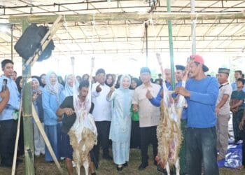 Pemkab Serang Bersama PT KAF Sembelih 1.000 Domba Kurban