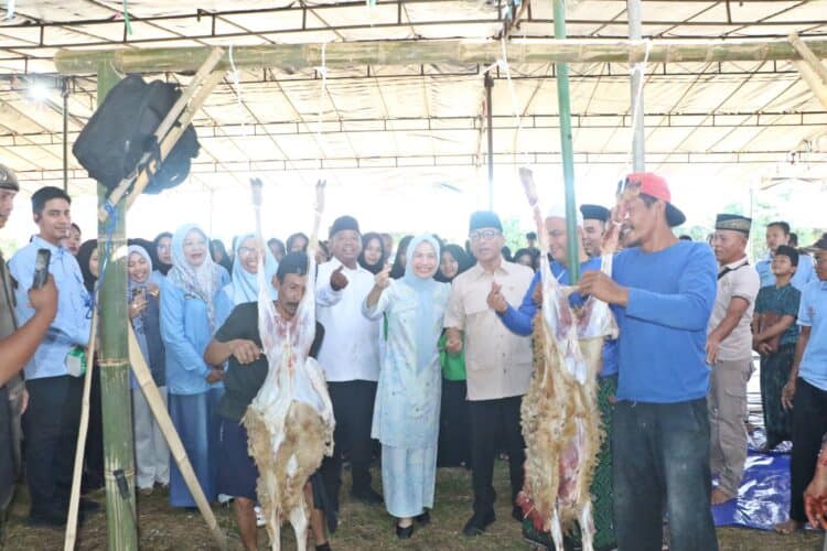 Pemkab Serang Bersama PT KAF Sembelih 1.000 Domba Kurban